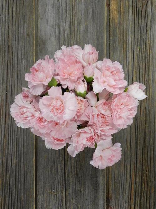 ORNELLA LIGHT PINK MINI CARNATIONS